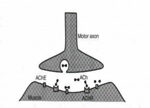 Myoneural junction (motor end-plate)