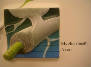 Myelinated fibre